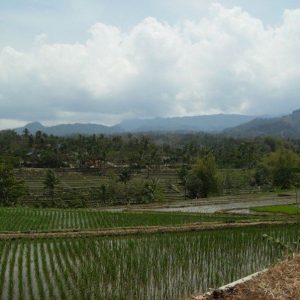 http://www.thinkgeoenergy.com/wp-content/uploads/2017/08/rice_fields_Ponorogo_EastJava_Indonesia-300x300.jpg
