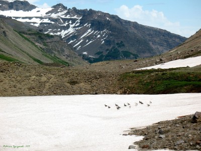 Copahue and Domuyo, two potential geothermal projects in Argentina