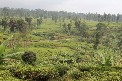 Early work sought for geothermal project at Galunggung, West Java