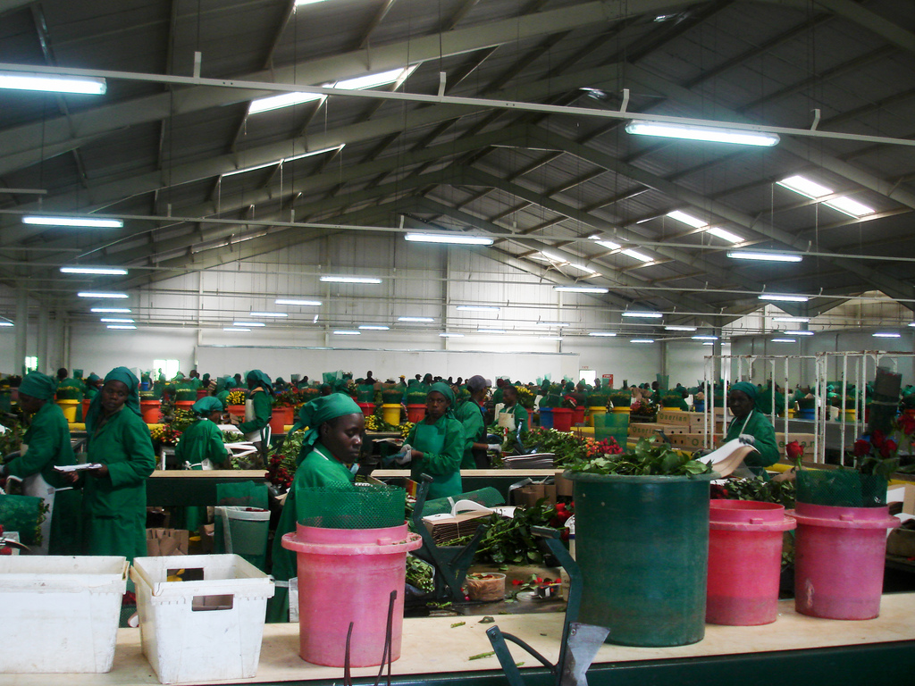 Kenyan flower company utilizing geothermal power and heat