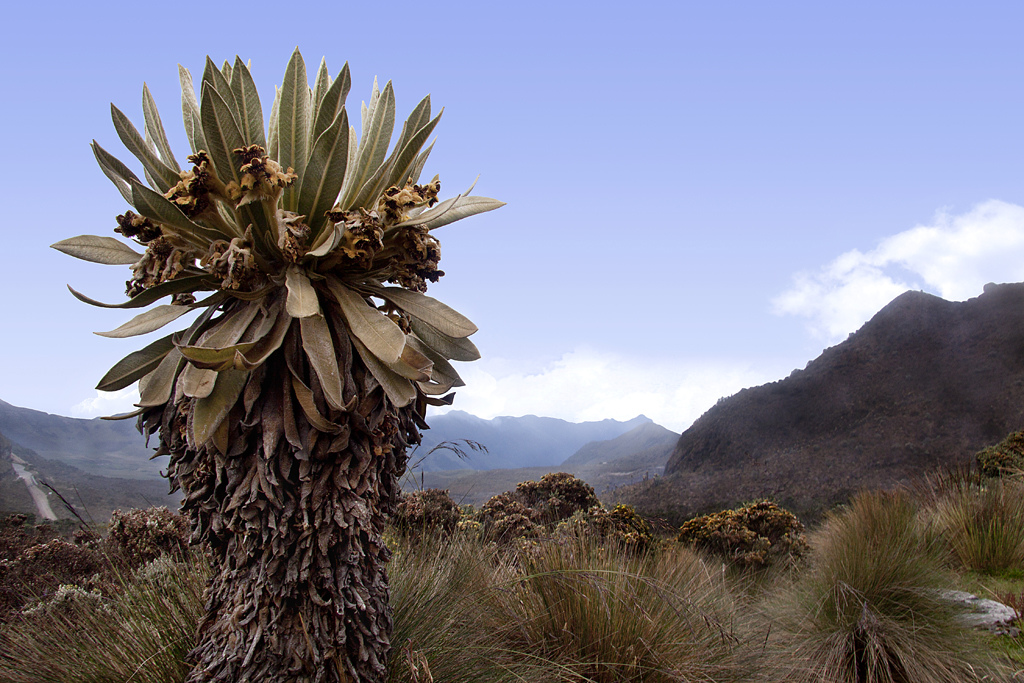 Colombia neglects geothermal in recent electricity plan