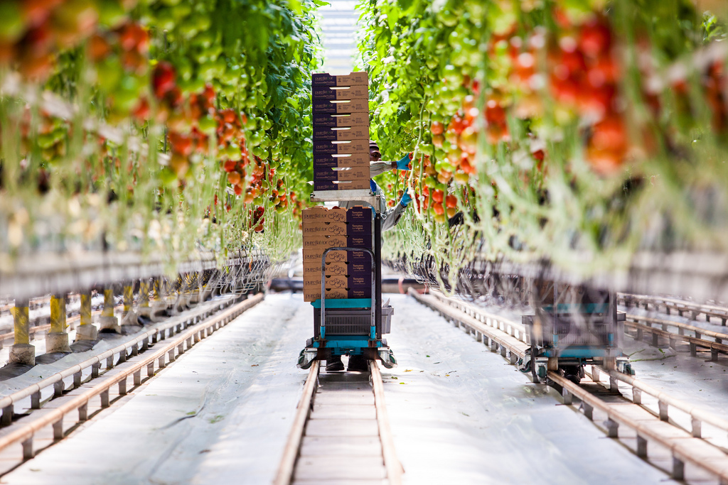 Geothermal heating in an Idaho farm has changed the way food is grown