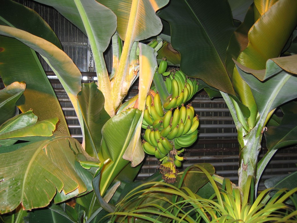 Iceland, bananas, and geothermal greenhouses