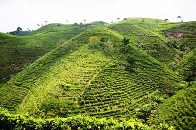 Five firms eye Mount Lawu geothermal areas in Central and East Java