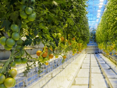 Farming throughout the winter in geothermally heated greenhouses in Iceland