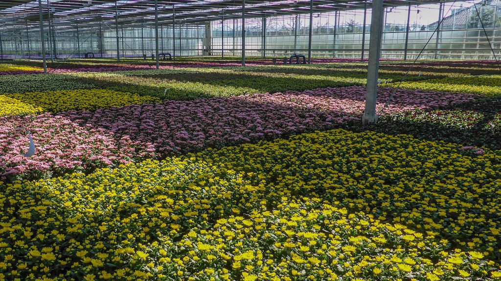 Greenhouses in North Holland are able to cut back on gas due to geothermal energy