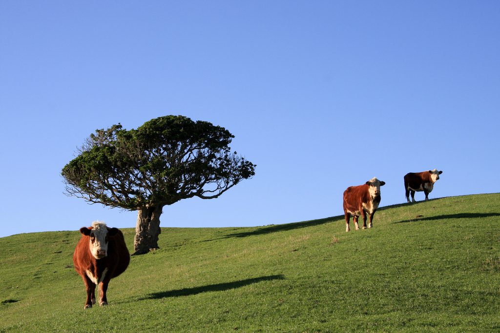 Producing milk powder in New Zealand – a novel take on utilising geothermal energy