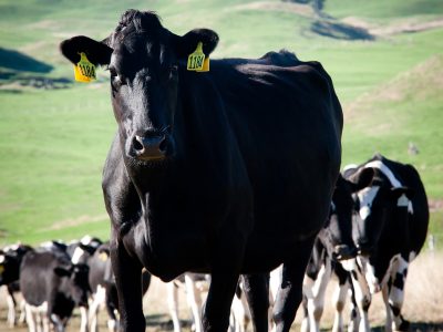 Successful Maori-owned dairy operations utilising geothermal, New Zealand