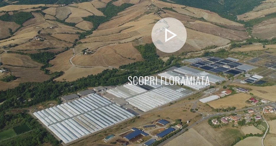 Enel to supply geothermal heat to large-scale greenhouse operations in Tuscany