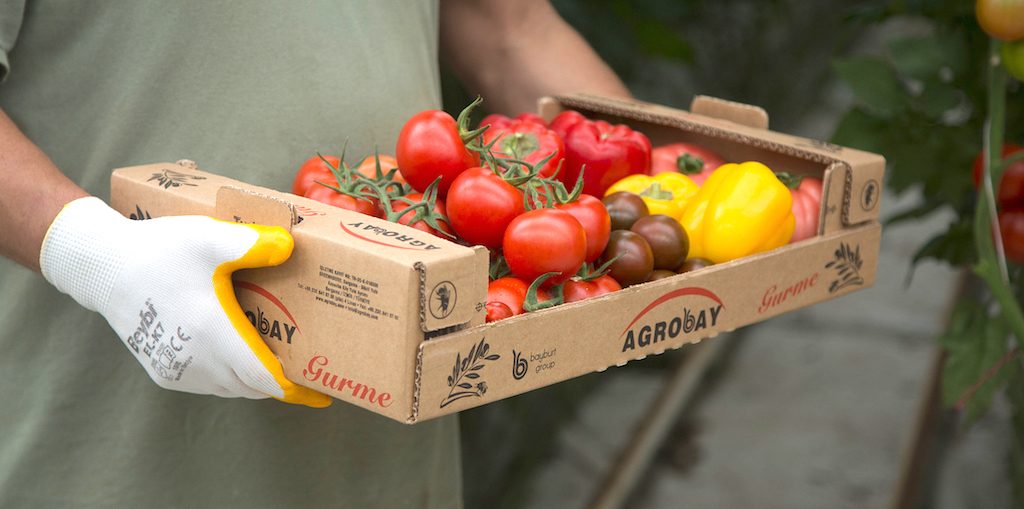 Geothermal to help Turkish tomato grower to become world’s leading exporter