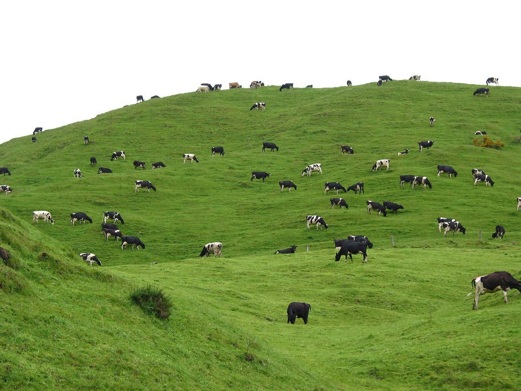 Japanese food company investing in geothermal dairy processing plant in New Zealand