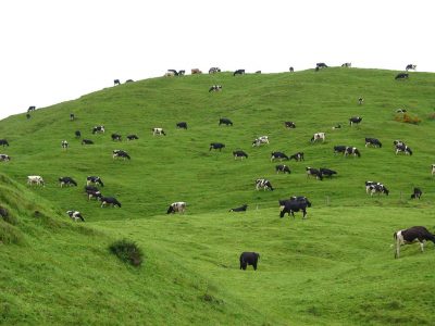 Japanese food company investing in geothermal dairy processing plant in New Zealand