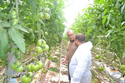 Tunisia increasing output and export of geothermally grown tomatoes to European and Gulf countries
