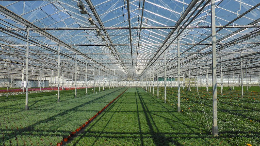 Geothermal key element of sustainable choices for greenhouse horticulture