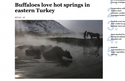 Fleeing freezy winter buffaloes bath in hot springs in Eastern Turkey