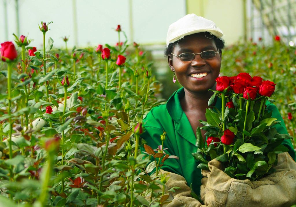 Rosas en los invernaderos de Oserian en Kenia (fuente: Oserian)