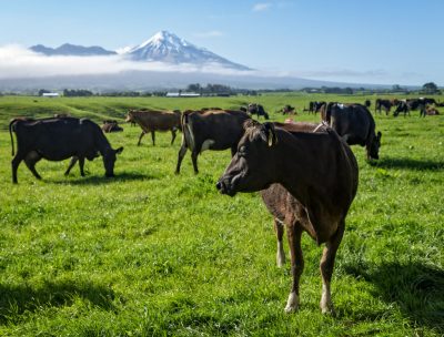 New Zealand’s second geothermal dairy plant nearing completion