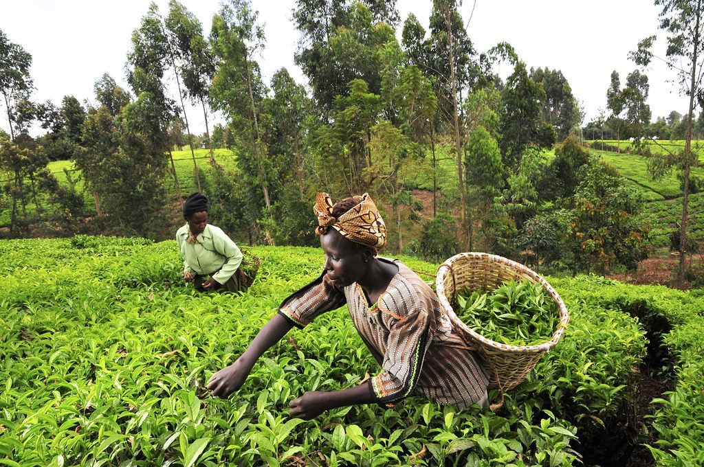 Kenyan farmers set to enjoy geothermal in their crop production