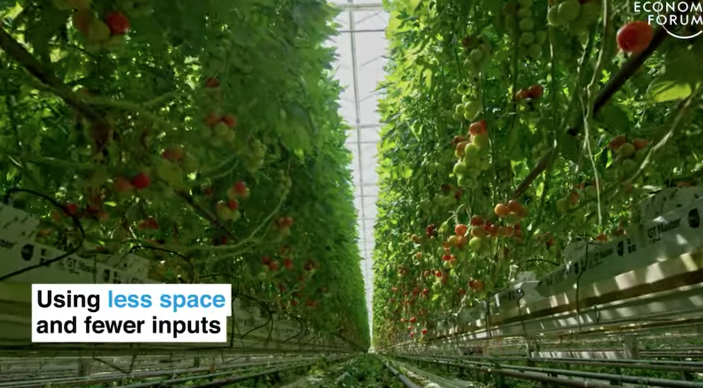Dutch tomatoes and sustainable agriculture with geothermal as key ingredient