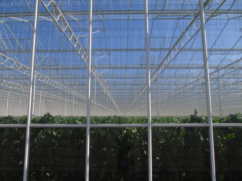 Continued development of geothermal greenhouses in the Netherlands