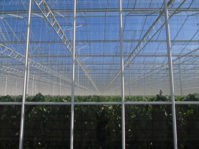 Continued development of geothermal greenhouses in the Netherlands