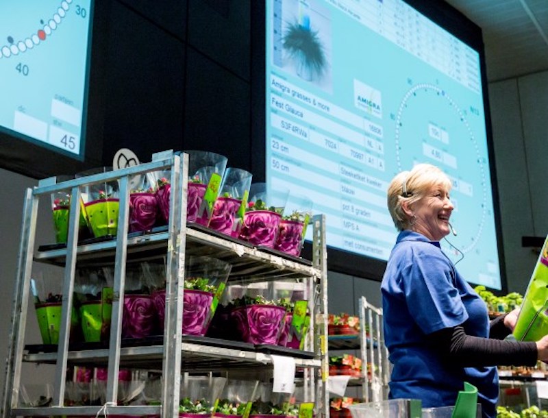 Flower trading of Royal FloraHolland in Naaldwijk, Netherlands (source: company)