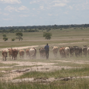 https://www.thinkgeoenergy.com/wp-content/uploads/2020/04/Zambia_BweengwaRiver_project_site_KalahariGeoEnergy-300x300.png