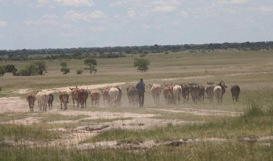 Pushing geothermal power and direct use project in Zambia, Kalahari GeoEnergy