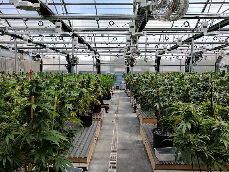 Geothermal energy in the context of the ever growing cannabis market