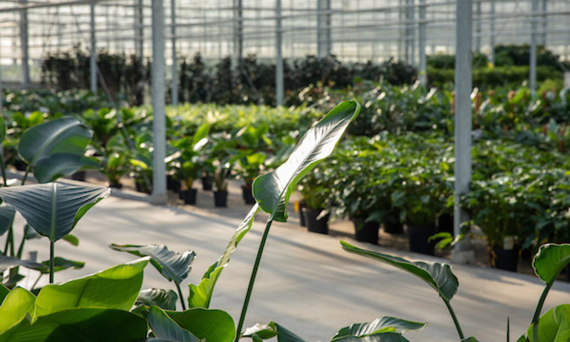 Greenhouse operator utilising geothermal wins prestigious government sustainability award in the Netherlands