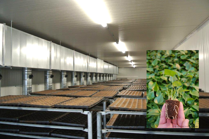 Dutch innovation – drying horticulture seedlings with potting soil utilising geothermal heat