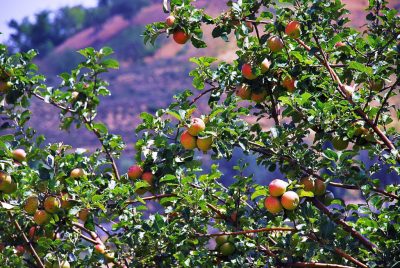 Exploring geothermal for cooling apples in northern India