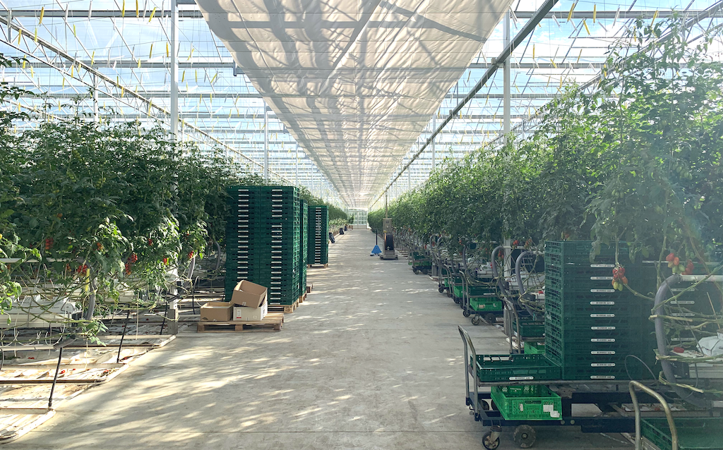 Geothermal great advantage for Hungary’s horticulture sector