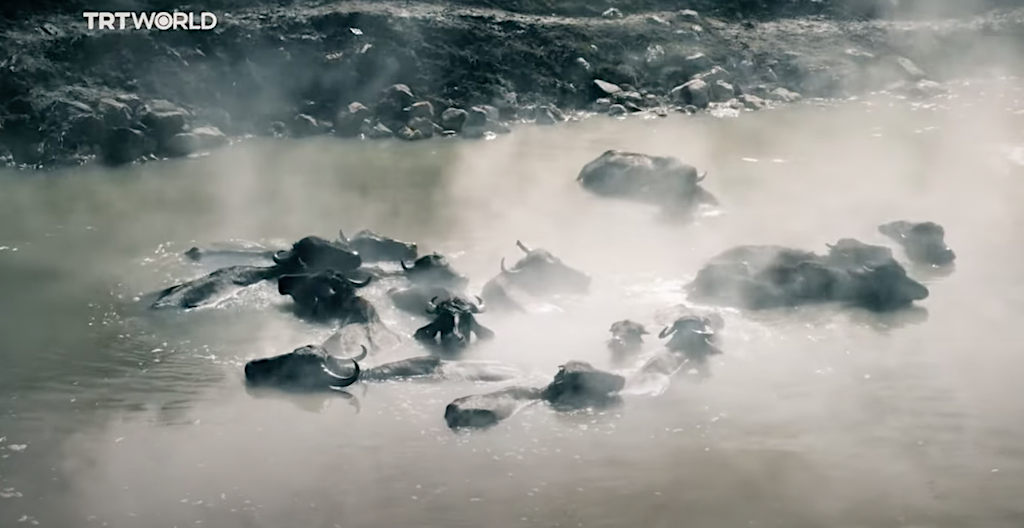 Turkish buffaloes enjoying geothermal hot springs in the winter