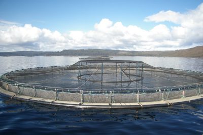Rock Energy evaluating geothermal solution for aquaculture industry