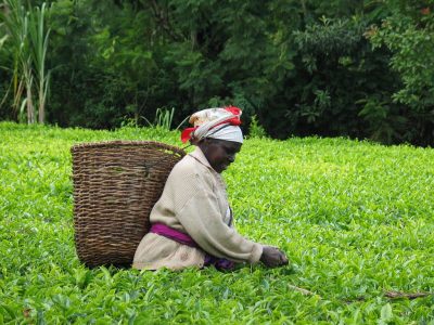 Icelandic group to explore utilising geothermal heat for drying tea in Kenya