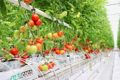 Geothermal greenhouses offer alternative solution to food crisis, Turkey