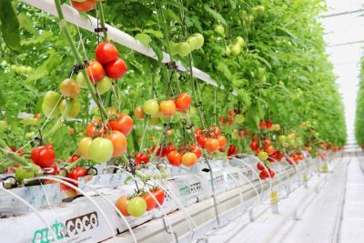 Geothermal greenhouse in Sandikli, Turkey exports produce to Europe