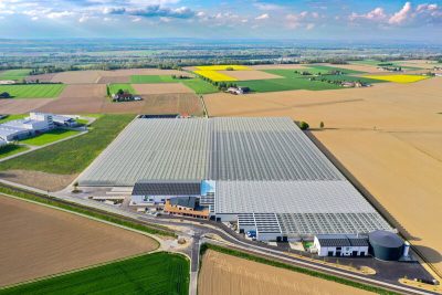 Upper Austria’s first geothermal greenhouse now delivering harvest