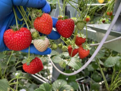 Geothermal agricultural site to grow strawberries year-round in Alberta, Canada