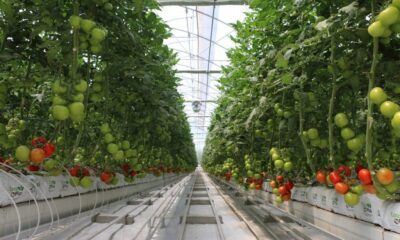 Supermarket brand acquires geothermal greenhouses in Manisa, Türkiye