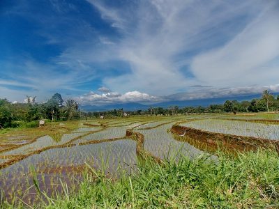 Pertamina develops geothermal beyond energy with agricultural byproducts