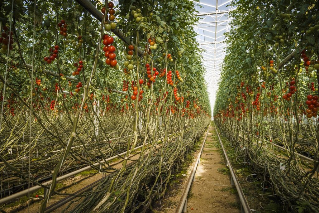 Frutura selected to operate geothermal mega-greenhouse in Styria, Austria