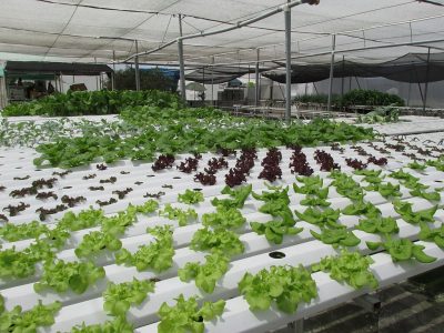 Green Tech starts work on geothermal-heated greenhouse complex in Romania