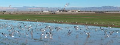 California utility signs 86-MW geothermal PPA with BHE Renewables